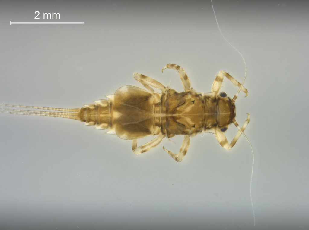 Caenis robusta